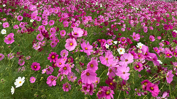 イベントのお知らせ