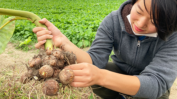 【収穫体験会のお知らせ】