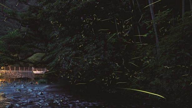 【ご予約承り中】5/30(木)～6/21(金)限定『蛍ディナーコース』のご案内